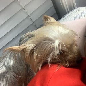 Meet your Posher, ‘ jabraylinnn